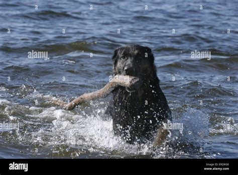 playing German Shepherd Stock Photo - Alamy