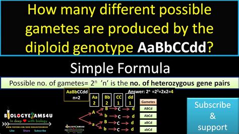 Genetic Makeup Of Gametes Mugeek Vidalondon