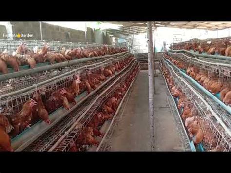 Steps To Start A Poultry Farm In Nigeria Youtube