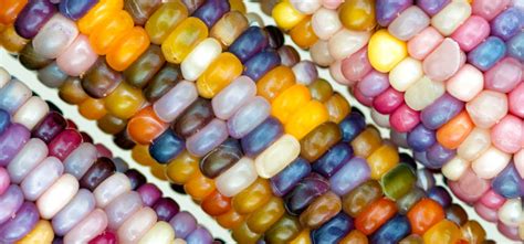 Types of Corn Demystified: Popping, Grinding, and Sweet Corn