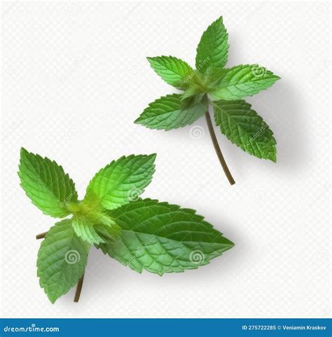 Fresh Mint Leaves Stock Illustration Illustration Of Plant 275722285