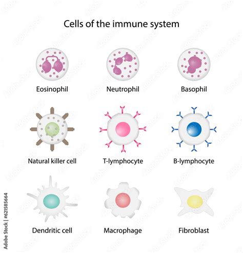 Cells Of The Innate And Adaptive Immune System Hematopoiesis Cell Type