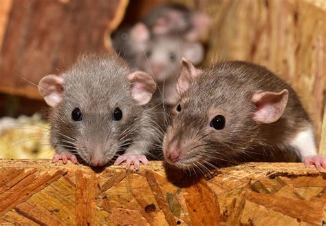 Rats As Pets Four Paws Australia Animal Welfare Charity