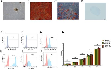 Suppression Of Osteogenic Differentiation And Mitochondrial Function