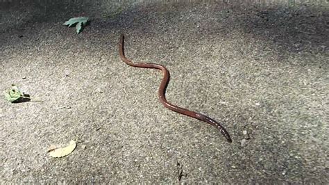 Capturing The Asian Jumping Worm Junction Illinois Youtube