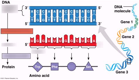 Dna Rna Proteins Diagram Quizlet