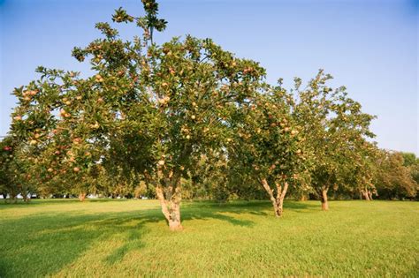 Apple tree » This planting distance must be observed