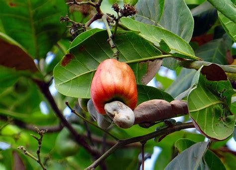 Cashew Nuts Market Price In Tanzania 2024 Prices And Charts Freshela Exporters