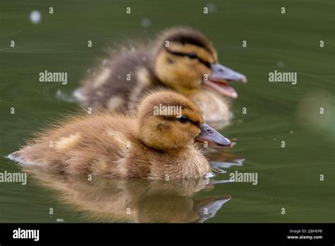 Cute Duck And Ducklings Hi Res Stock Photography And Images Alamy