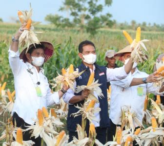 Datang Ke Kupang NTT Mentan SYL Panen Raya Jagung