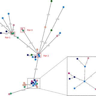 Core Genome Multi Locus Sequence Type Minimum Spanning Tree Based On