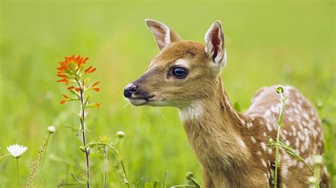 HD wallpaper: untitled, animals, deer, baby animals, animal themes ...