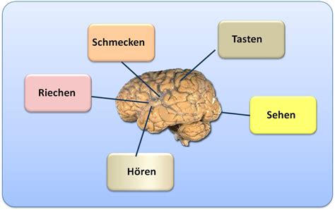 Themenschwerpunkt Sinneswahrnehmung Unser Bild Der Aussenwelt