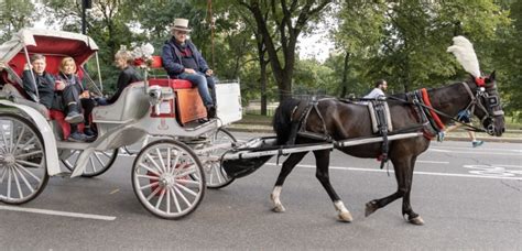 Asking Upper West Siders Horse Drawn Carriages