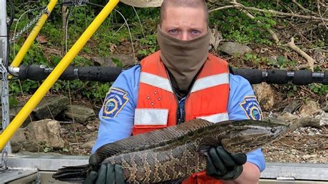 Anglers Report Dispose Invasive Northern Snakeheads Caught In Lower