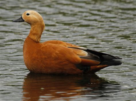 Details Ruddy Shelduck Birdguides