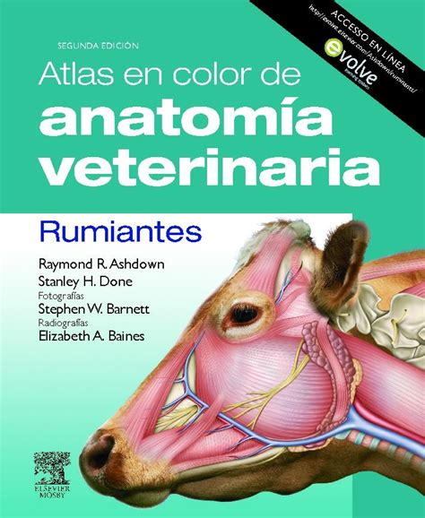 Atlas En Color De Anatom A Veterinaria Rumiantes Libro En