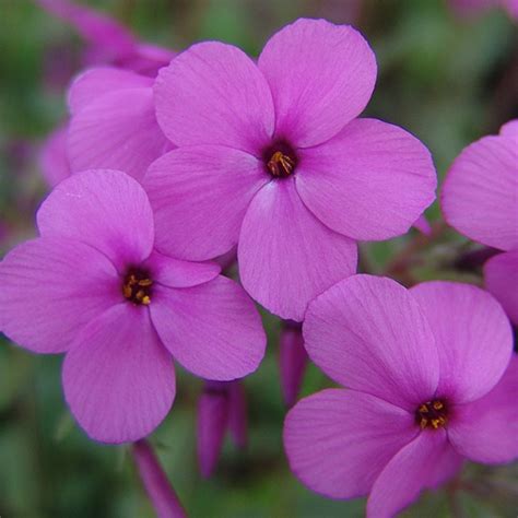 Phlox stolonifera 'Home Fires'