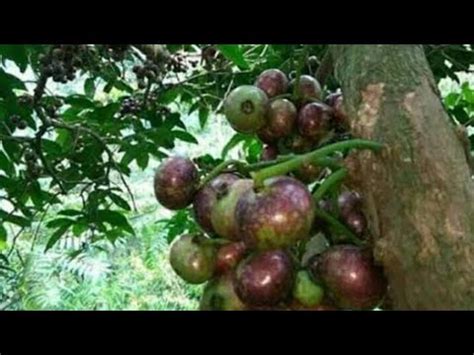 Buah Gowok Buah Langka Di Indonesia Indonesian Fruits YouTube