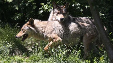 Le Retour Des Loups En France L Express