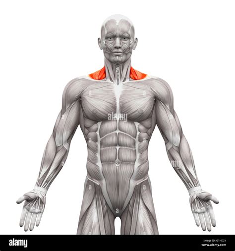 Trapezius Muscle Diagram