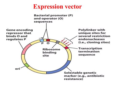 Expression vectors | PPT