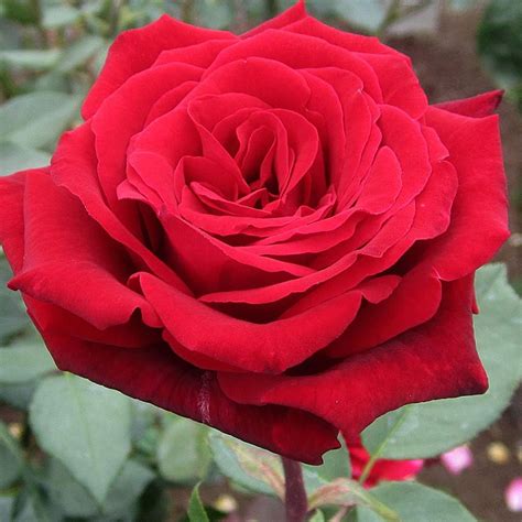 deep secret rose   roses