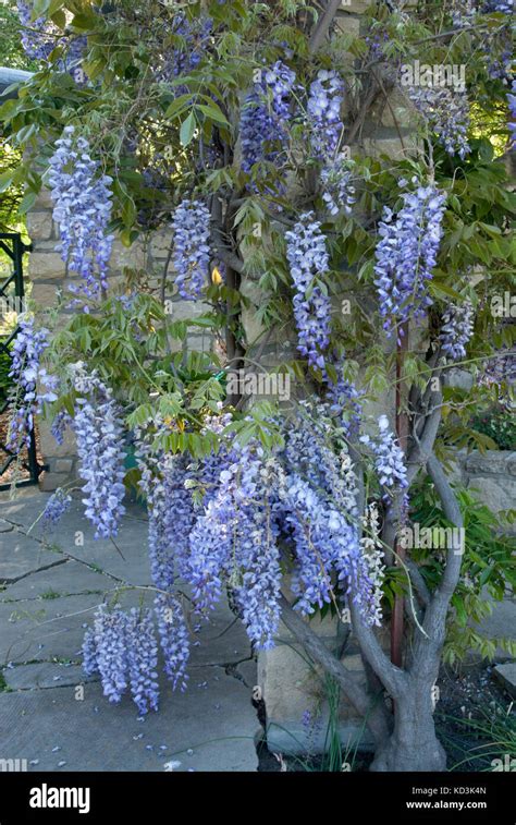 Japanese Wisteria W Floribunda Texas Purple Stock Photo Alamy