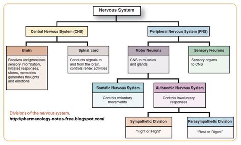 Divisions of the Nervous System | Peripheral nervous system, Autonomic ...