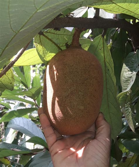 Milk Fruit Tree In Kerala Ppgbbe Intranet Biologia Ufrj Br