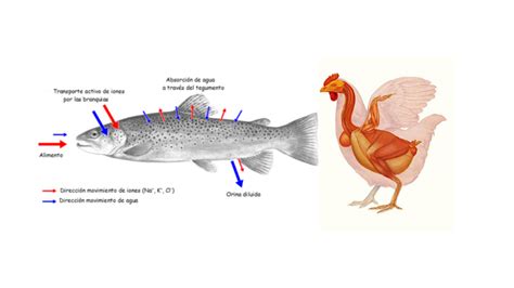 La Importancia De La Fisiología Animal Ondas Y Partículas