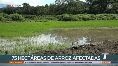 Telemetro Reporta On Twitter Un Aproximado De 75 Hectáreas De Arroz