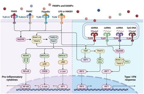 Frontiers Toll Like Receptors In Breast Cancer Immunity And Immunotherapy