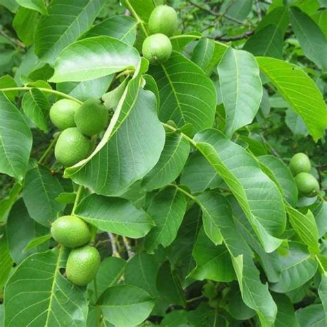 Juglans Regia English Walnut Tree 150 200cms