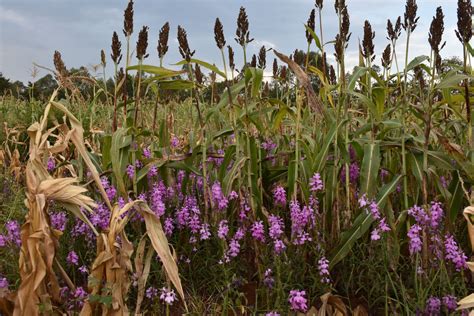 Work To Develop High Yielding Striga Tolerant Maize Seed Is Bearing