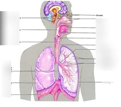 The Respiratory System Diagram Labeled