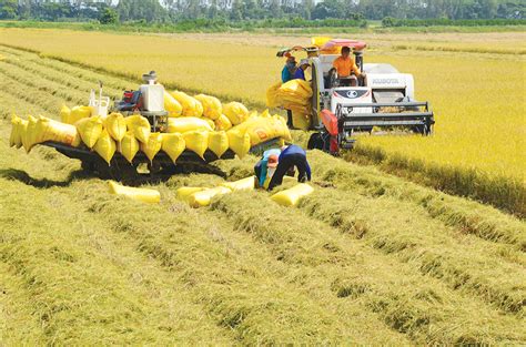 Ban hành Nghị quyết bảo đảm an ninh lương thực quốc gia