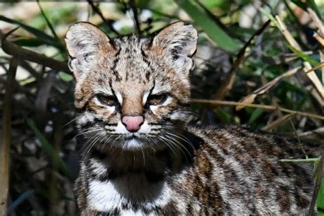 Especial Los Peque Os Y Olvidados Gatos Silvestres De Latinoam Rica