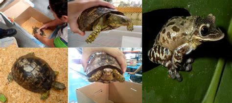 Profepa La Ley Al Servicio De La Naturaleza ASEGURA PROFEPA TORTUGA