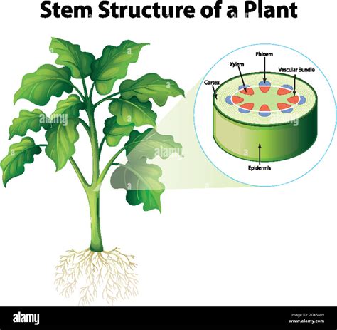 Diagrama Que Muestra La Estructura Del Tallo De Una Planta Imagen