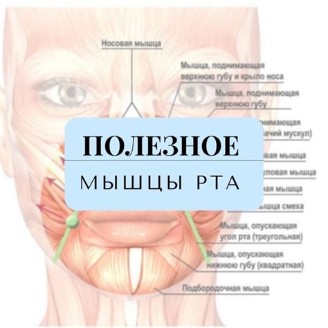 МЫШЦЫ РТА Круговая мышца рта ️Латинское название: orbis - круглый; oris ...