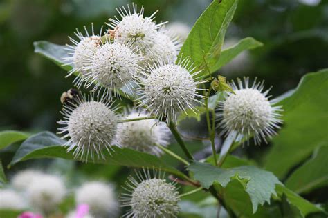 Buttonbush | Illinois Pollinators