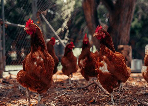 Cara Memanfaatkan Kotoran Ayam Menjadi Pupuk Organik Ppg