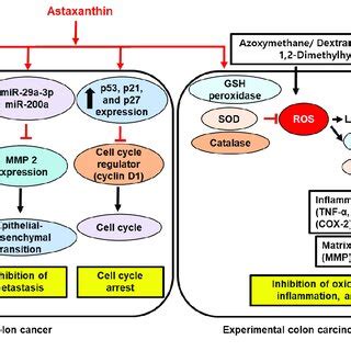 The Inhibitory Effect Of Astaxanthin On Proliferation Metastasis And