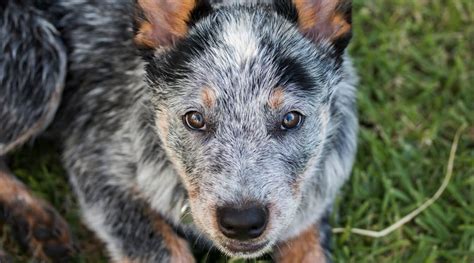 Australian Shepherd Blue Heeler Mix: Breed Information & More - Dog ...