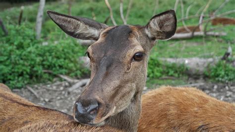 Rothirsch Herde Hirsch Kostenloses Foto Auf Pixabay