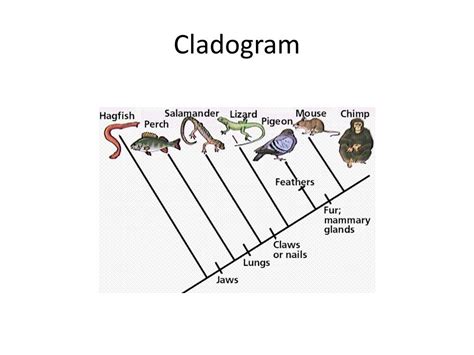 Ppt Phylogeny And The Tree Of Life Powerpoint Presentation Free