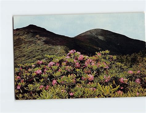 Postcard Purple Rhododendron In Bloom On Blue Ridge Parkway Other