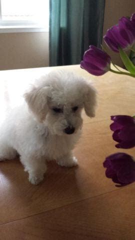 Bichon Frise and Toy poodle puppy for Sale in Sacramento, California ...