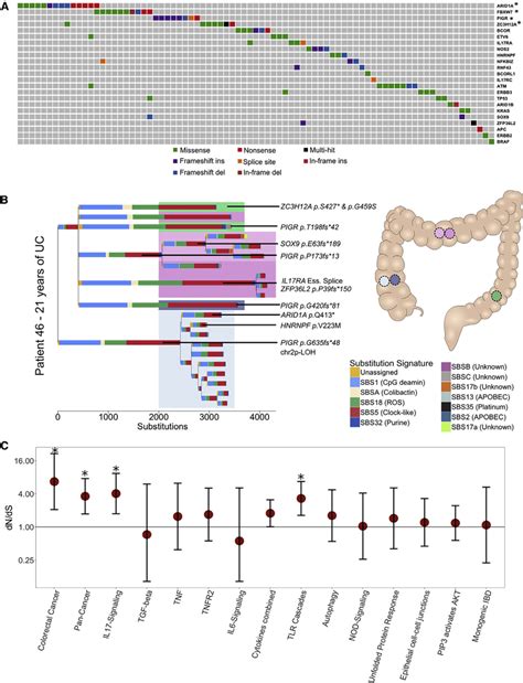 Driver Mutations And Positive Selection In Ibd A An Oncoplot Showing